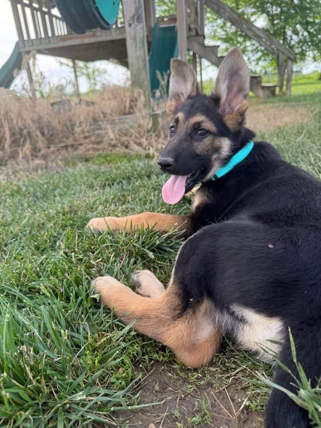 German Shepherd Puppies media 2