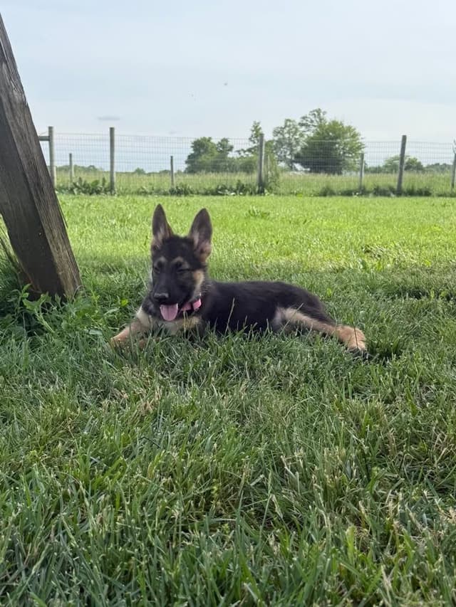German Shepherd Puppies media 3