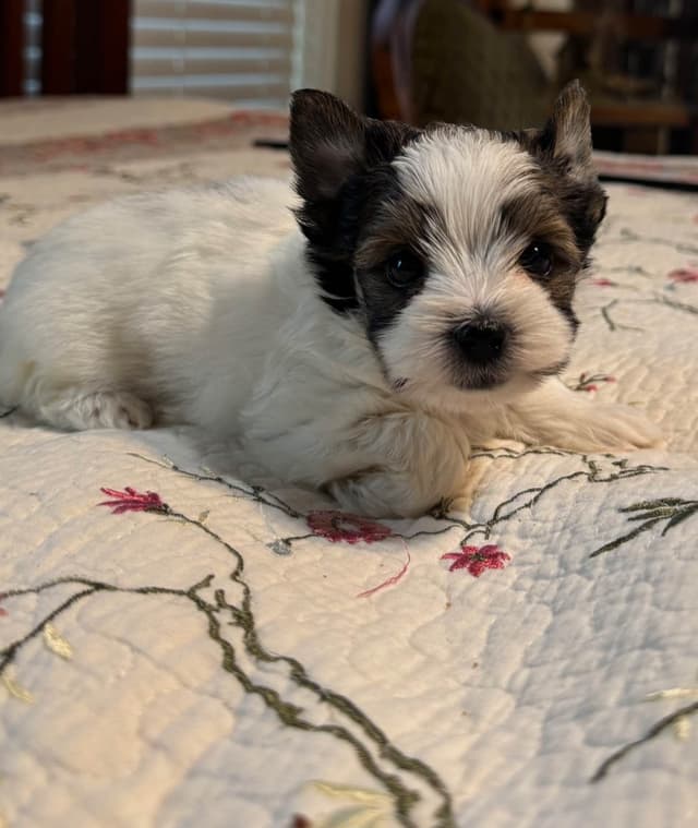 Yorkshire Terrier Puppies media 3