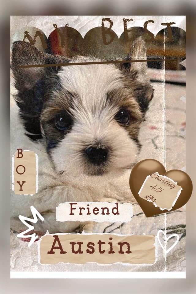Yorkshire Terrier Puppies media 4