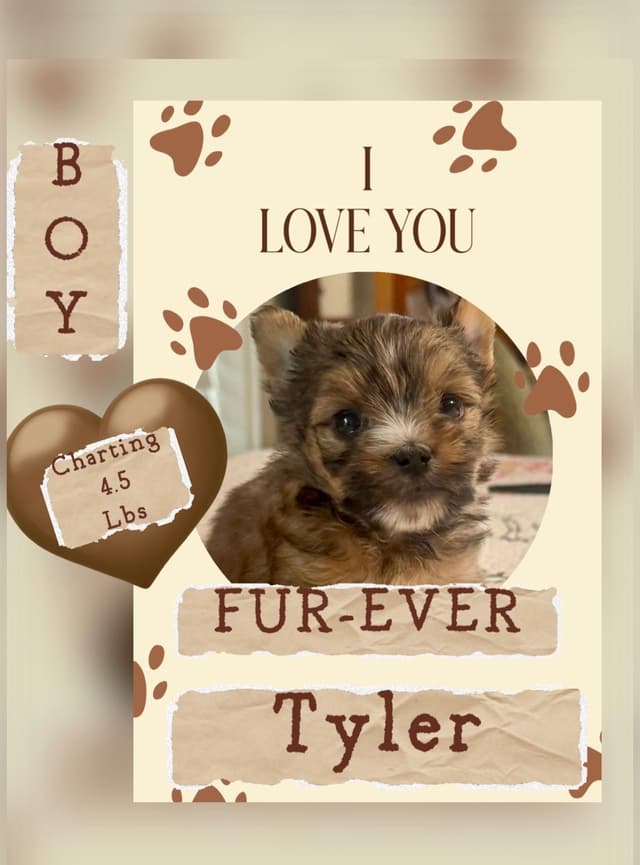 Yorkshire Terrier Puppies media 5