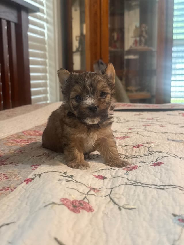 Yorkshire Terrier Puppies media 6