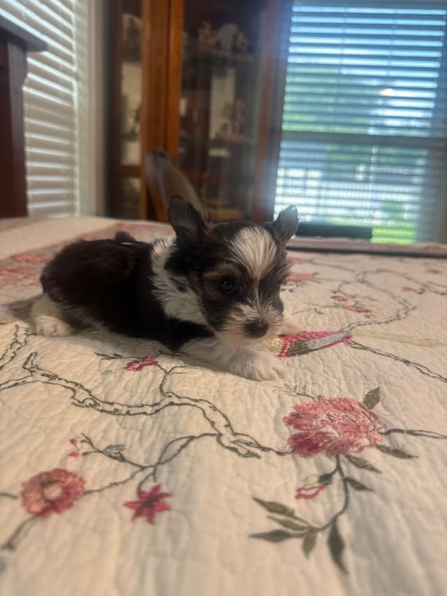 Yorkshire Terrier Puppies media 7