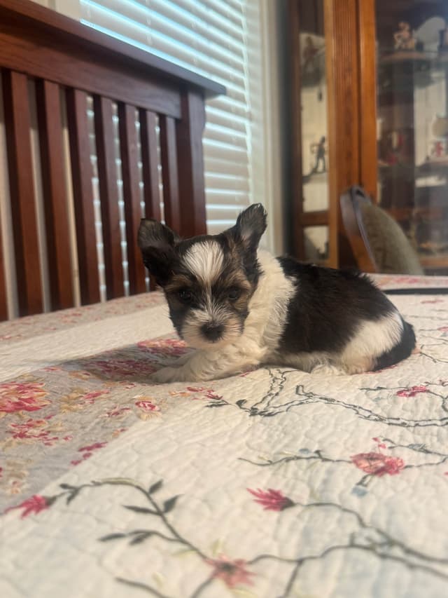 Yorkshire Terrier Puppies media 8