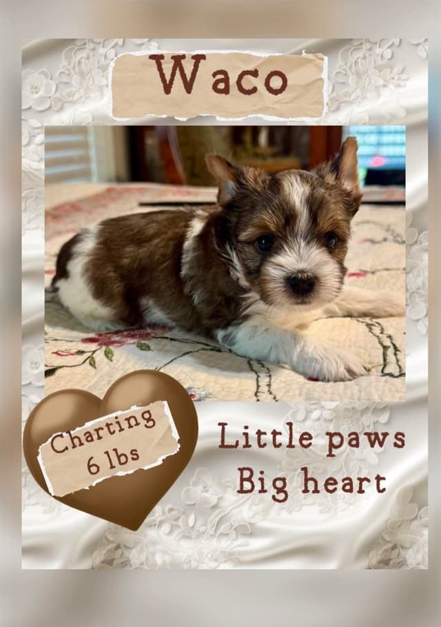 Yorkshire Terrier Puppies media 9