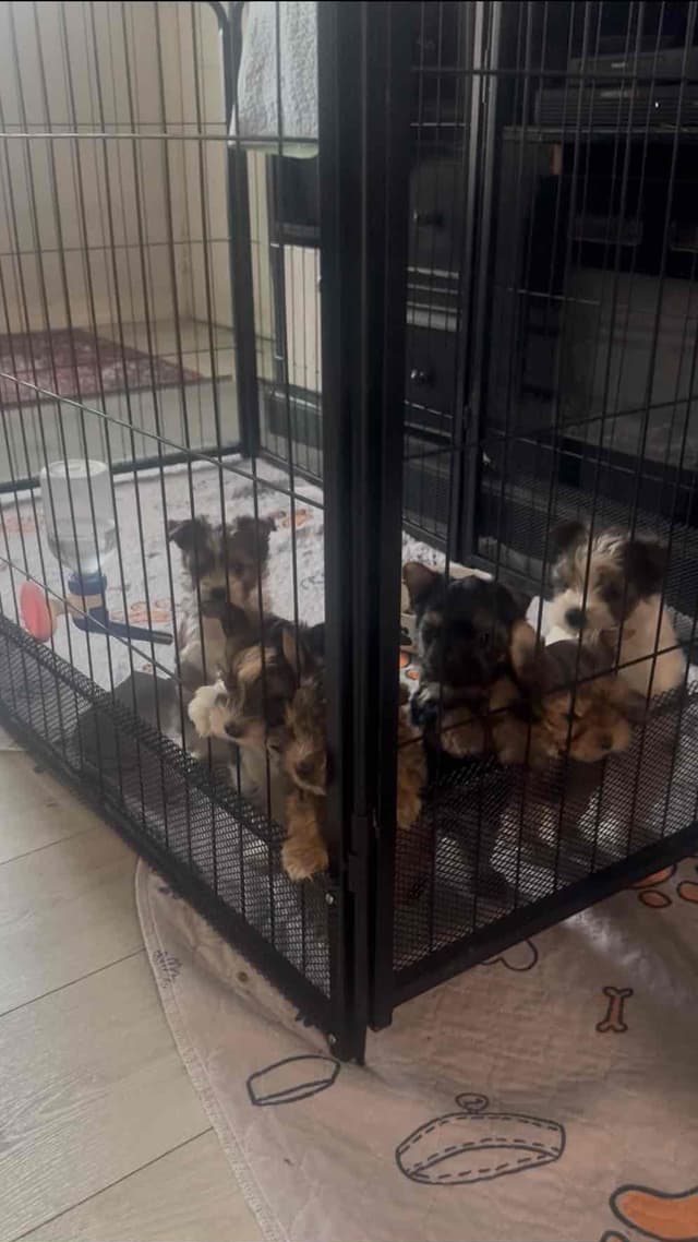 Yorkshire Terrier Puppies media 10