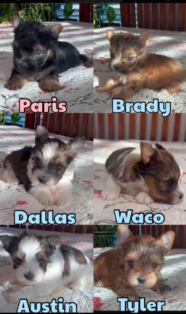 Yorkshire Terrier Puppies media 12