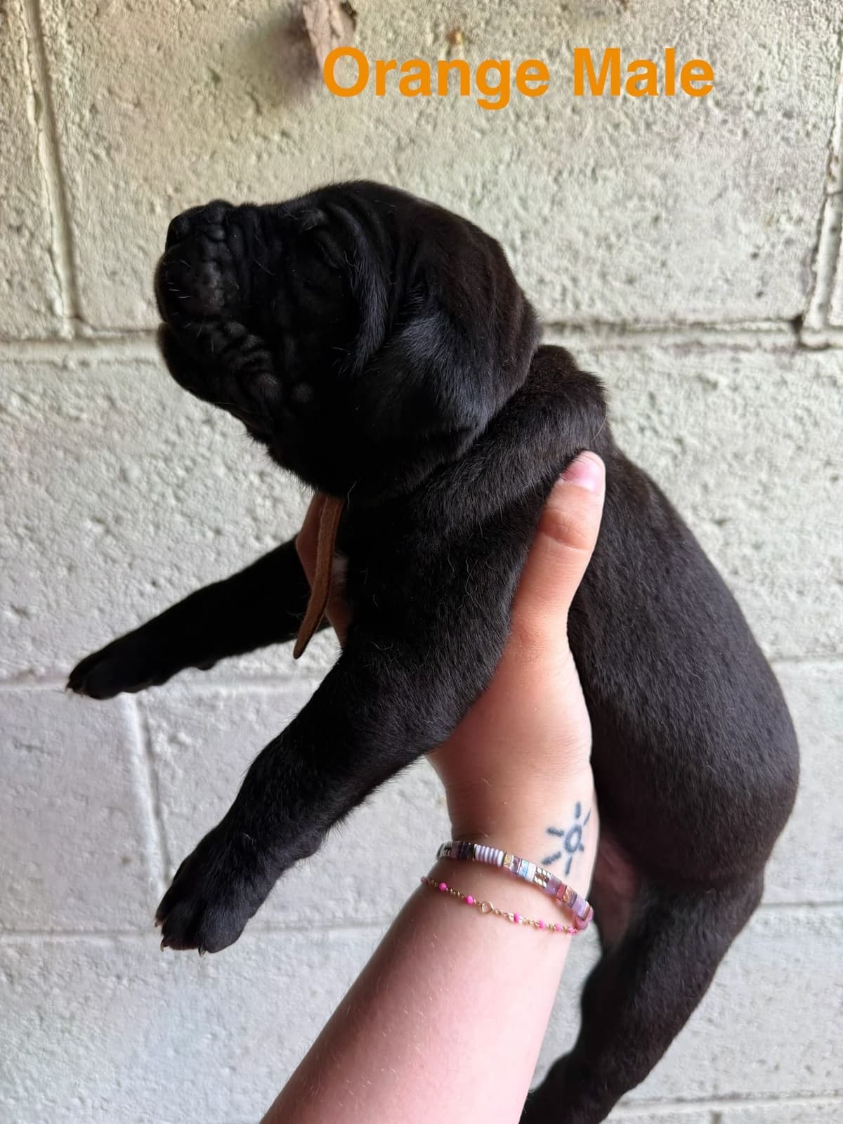 Cane Corso Puppies breeder image 4