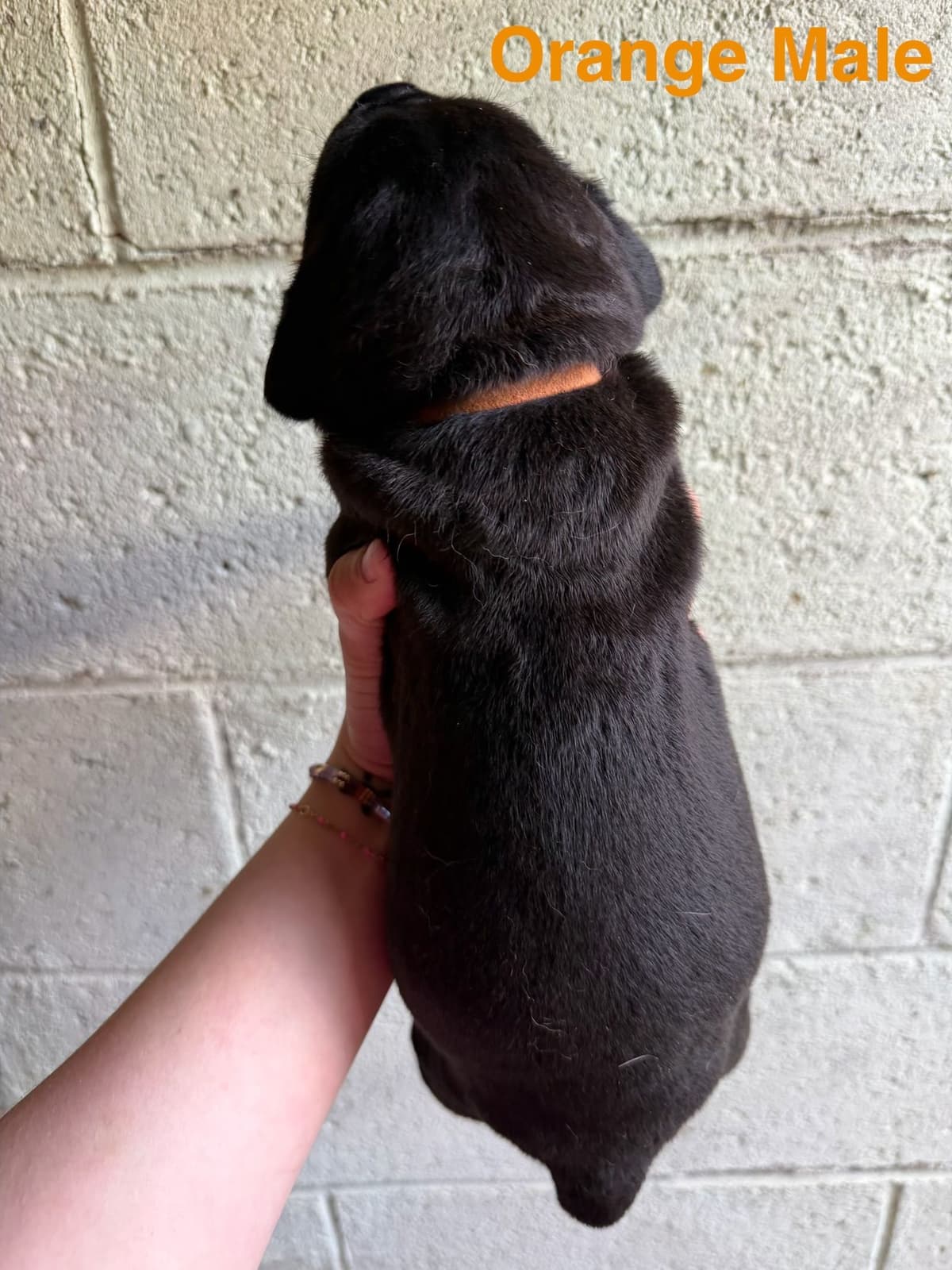 Cane Corso Puppies breeder image 6