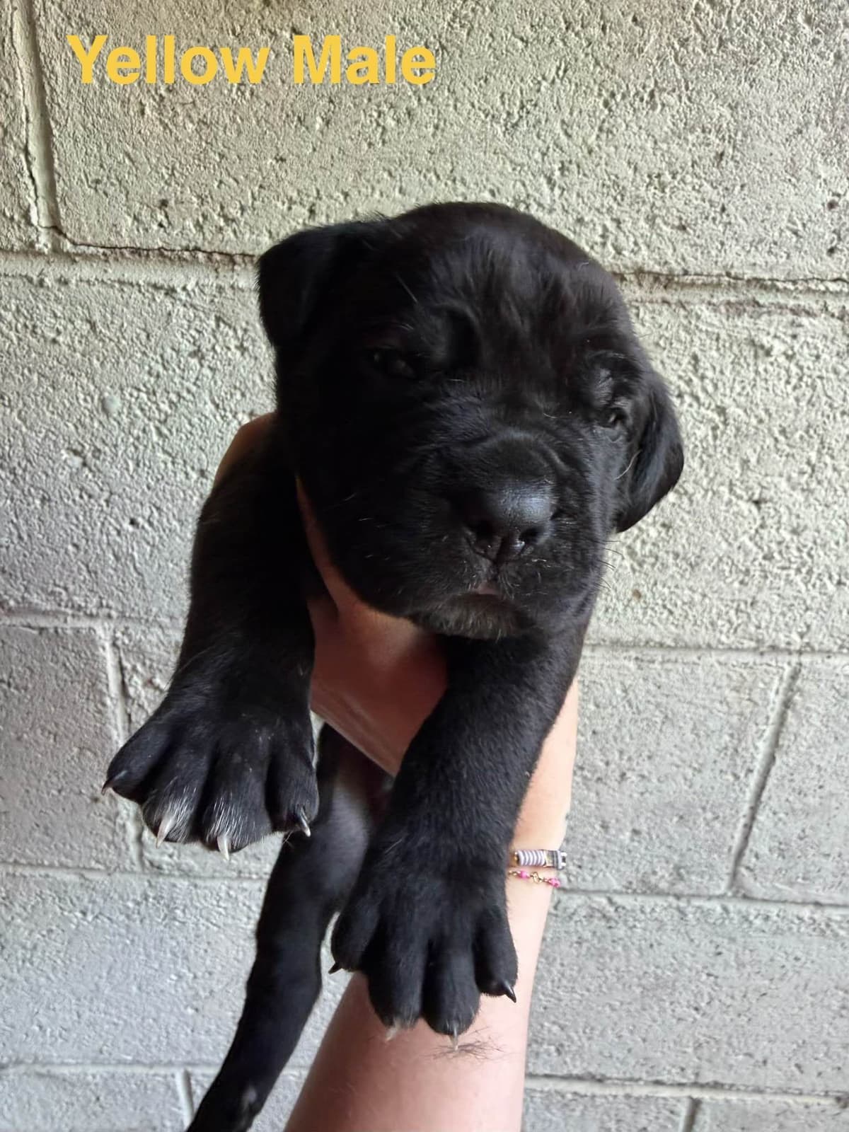 Cane Corso Puppies breeder image 7