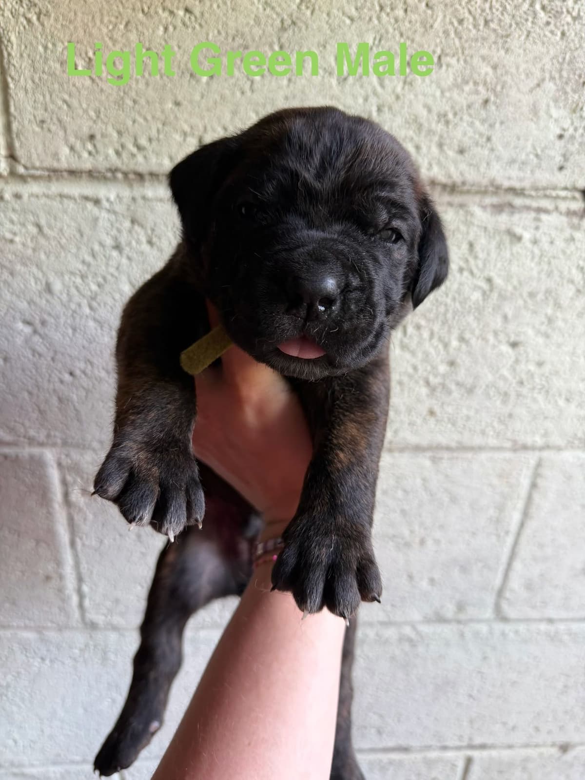 Cane Corso Puppies breeder image 9