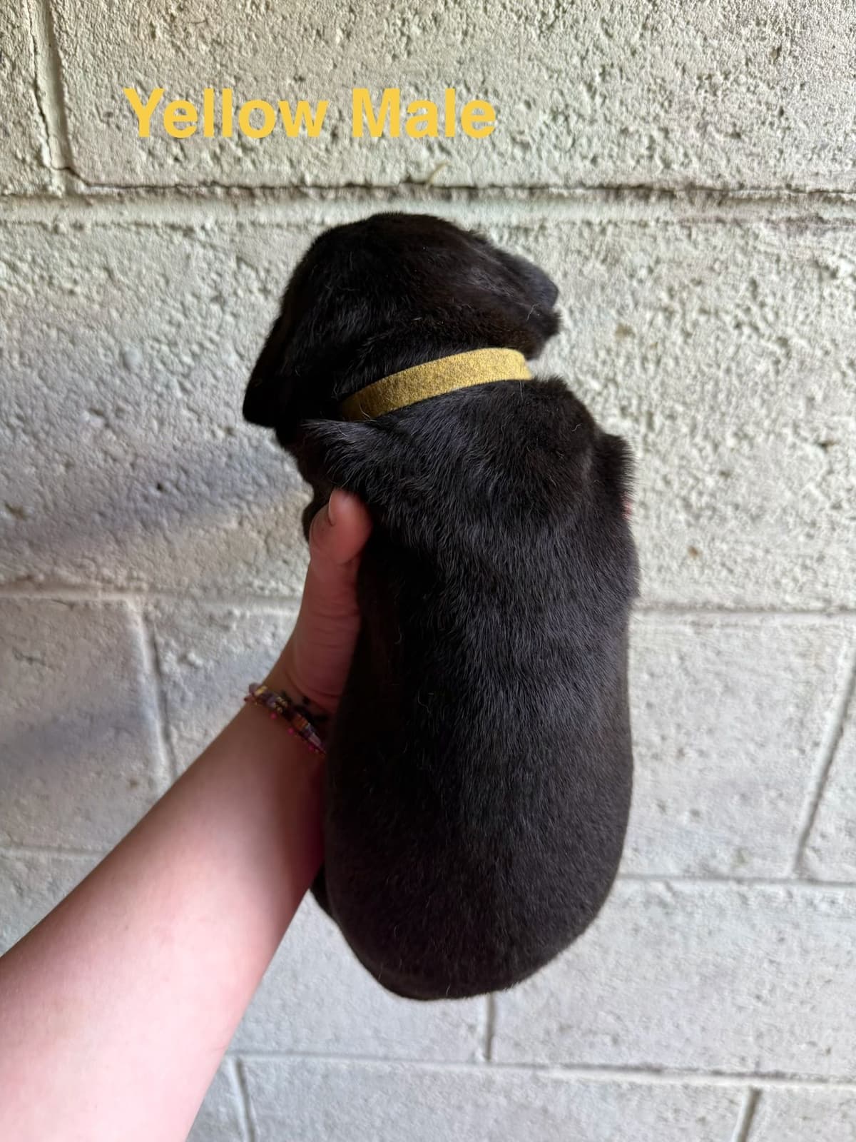 Cane Corso Puppies breeder image 8