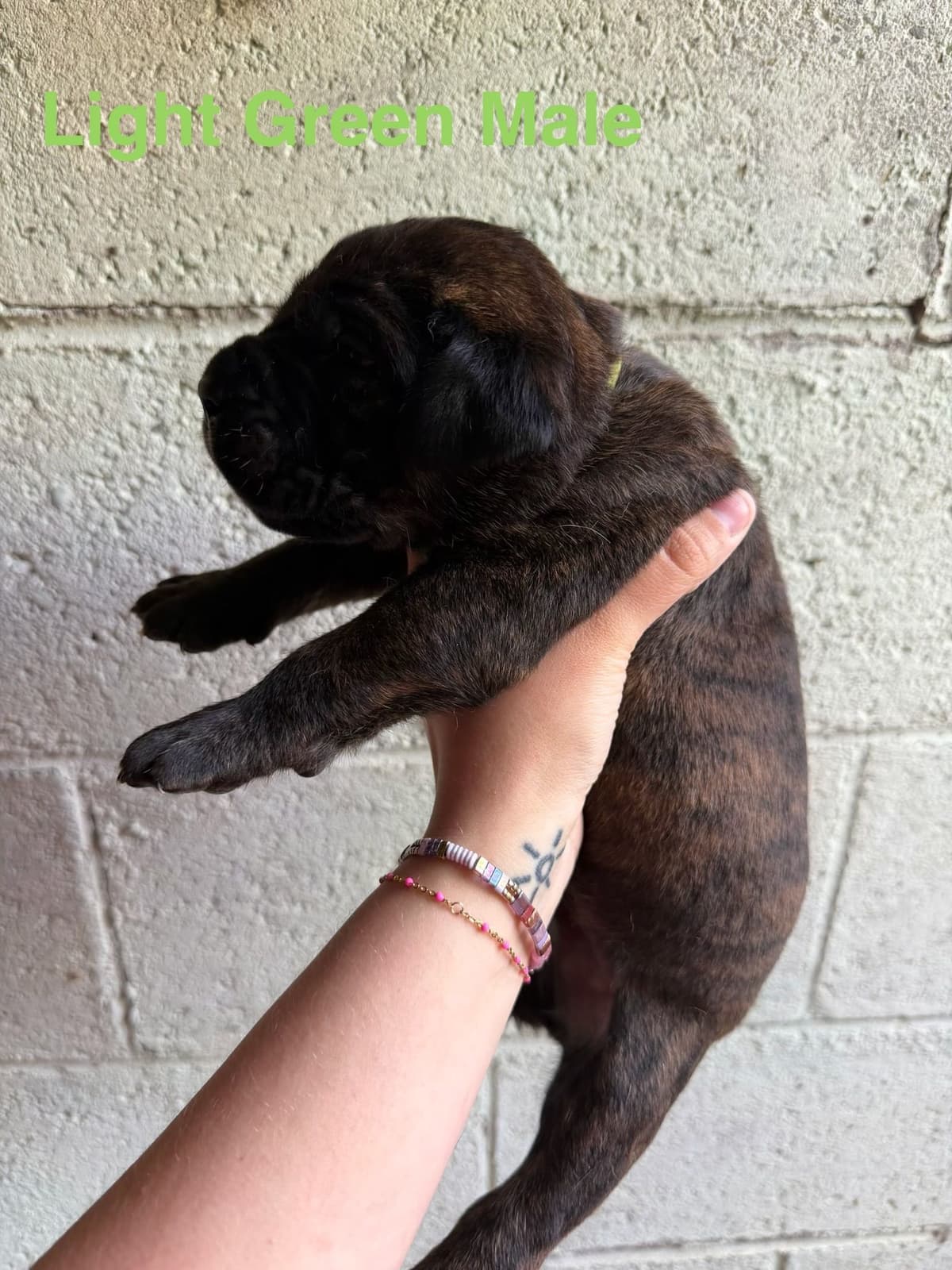 Cane Corso Puppies breeder image 10