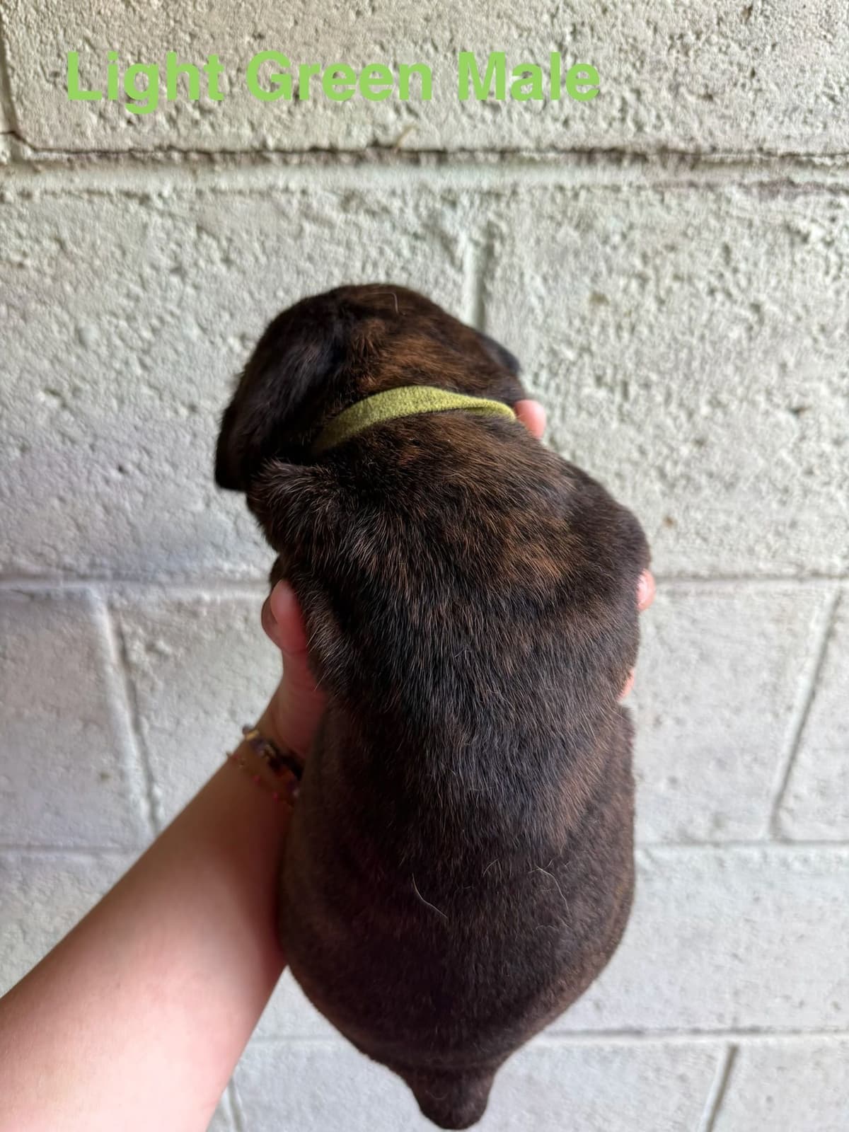 Cane Corso Puppies breeder image 11