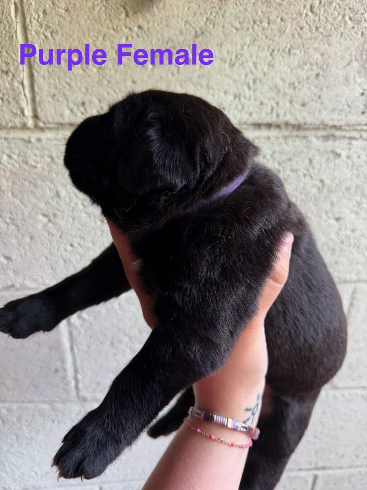 Cane Corso Puppies breeder image 12