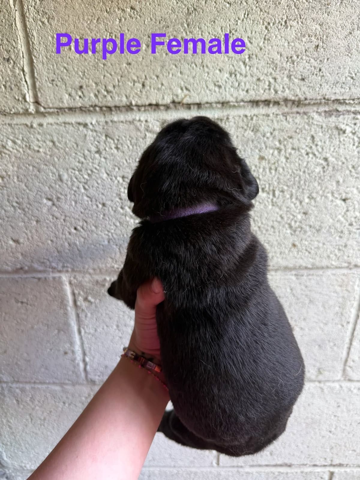 Cane Corso Puppies breeder image 13