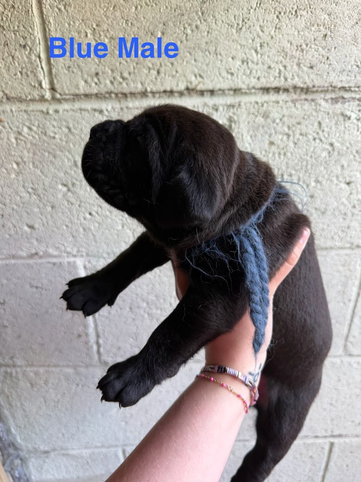 Cane Corso Puppies breeder image 19