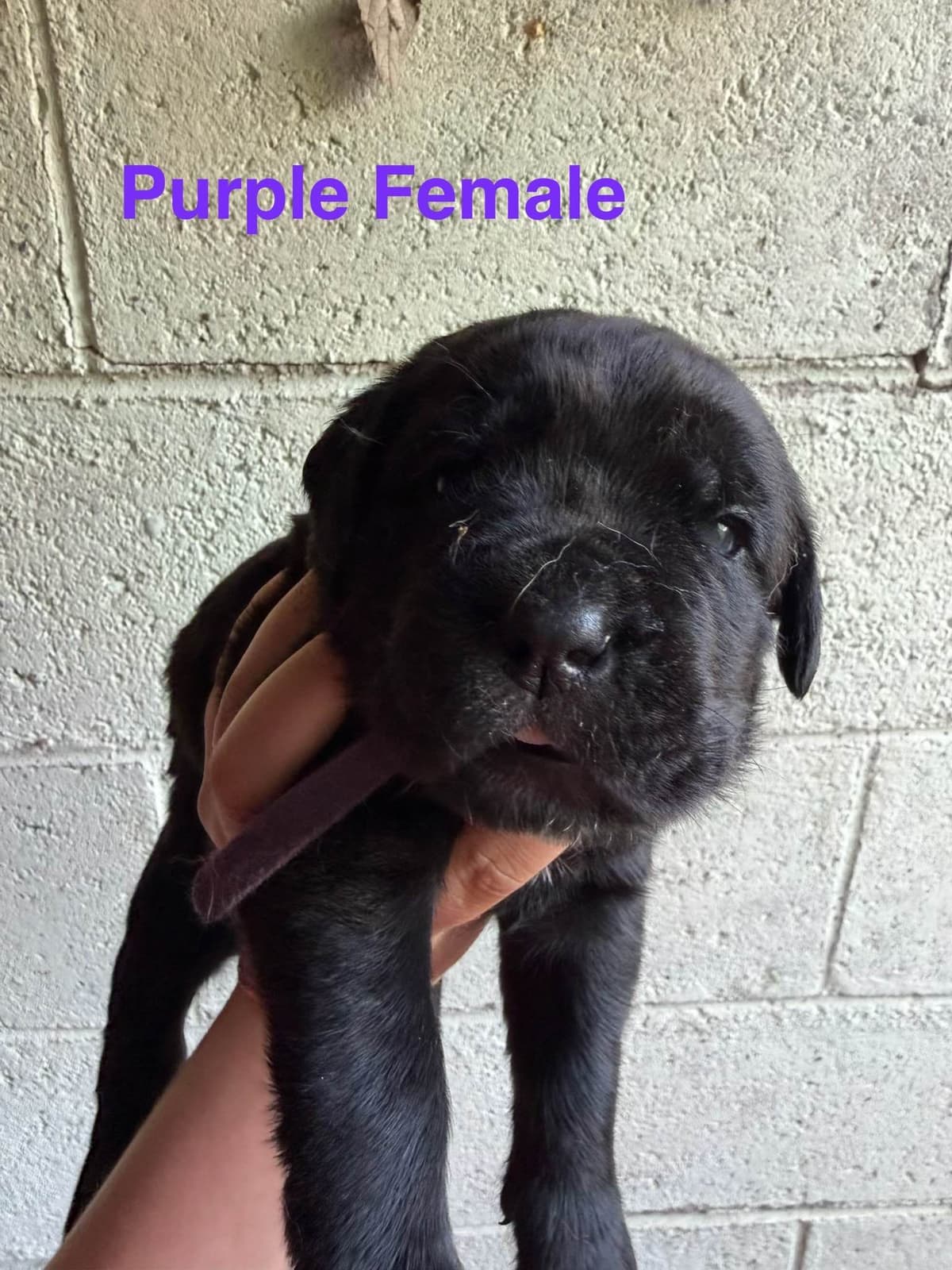 Cane Corso Puppies breeder image 14