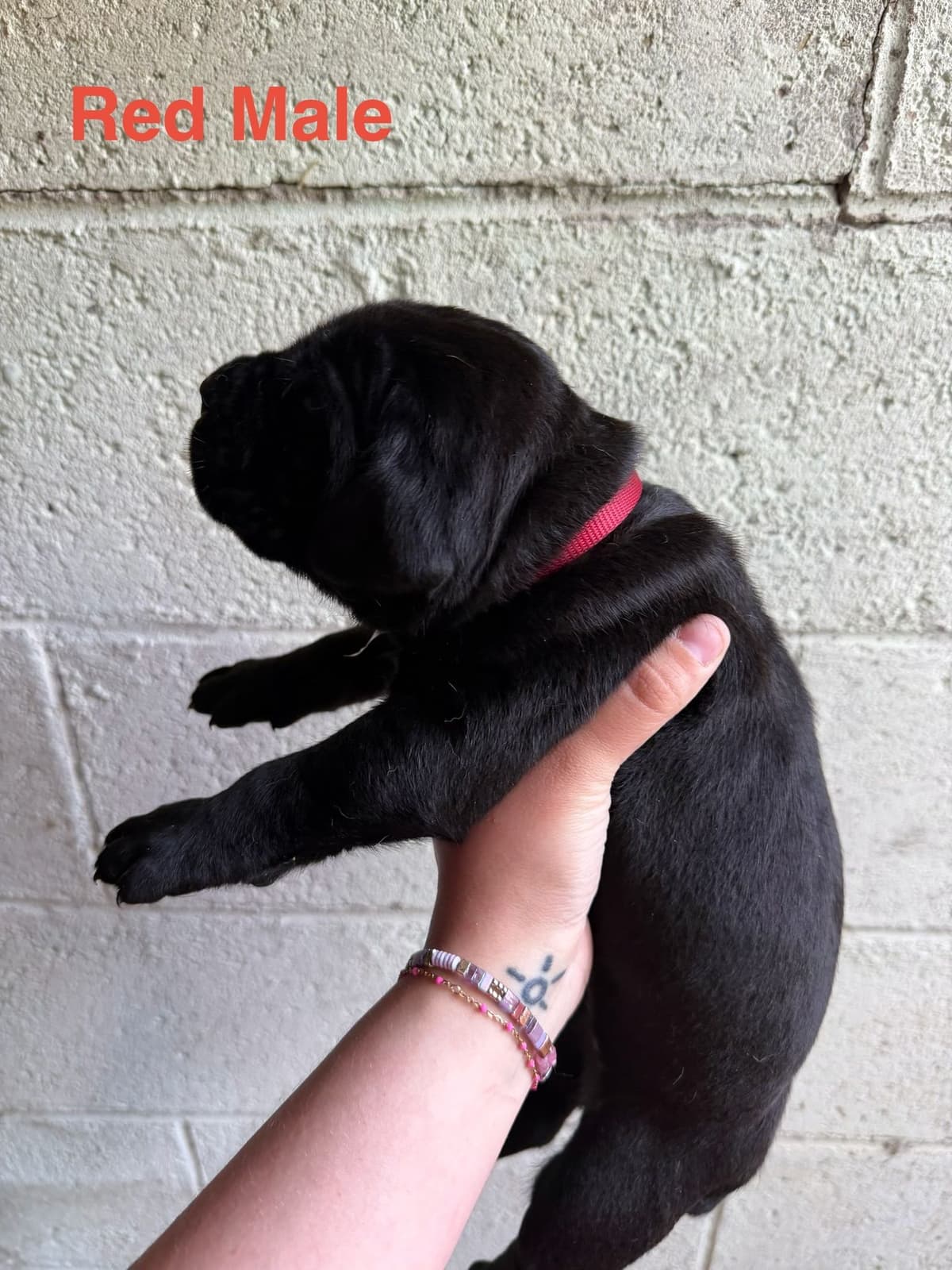 Cane Corso Puppies breeder image 15