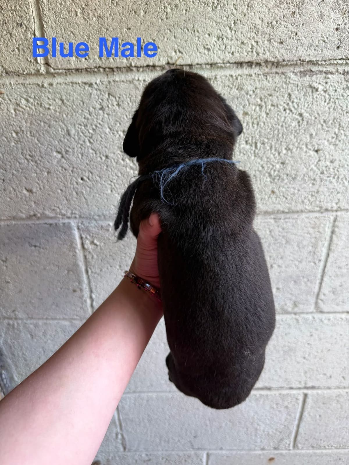 Cane Corso Puppies breeder image 18