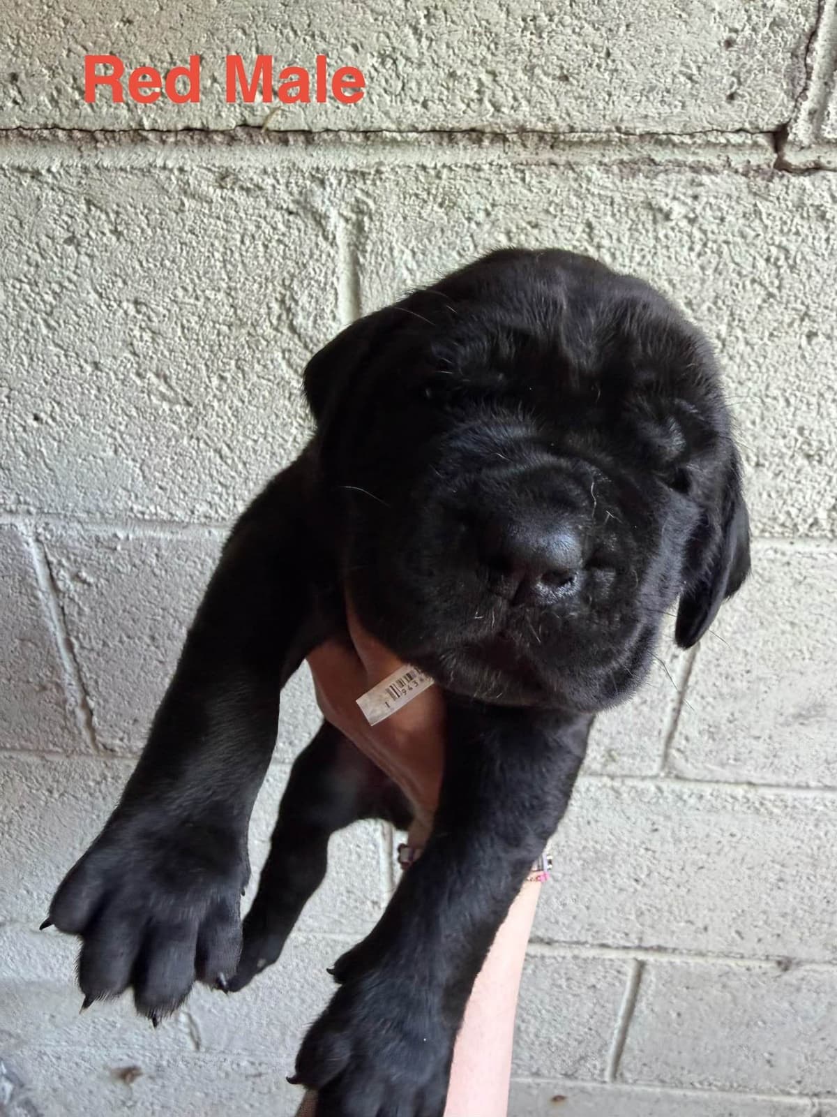 Cane Corso Puppies breeder image 17