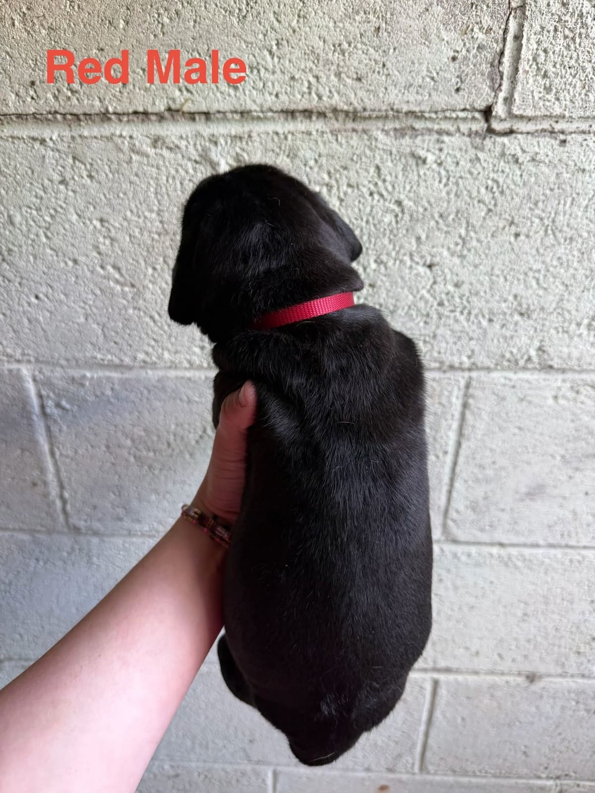 Cane Corso Puppies breeder image 16