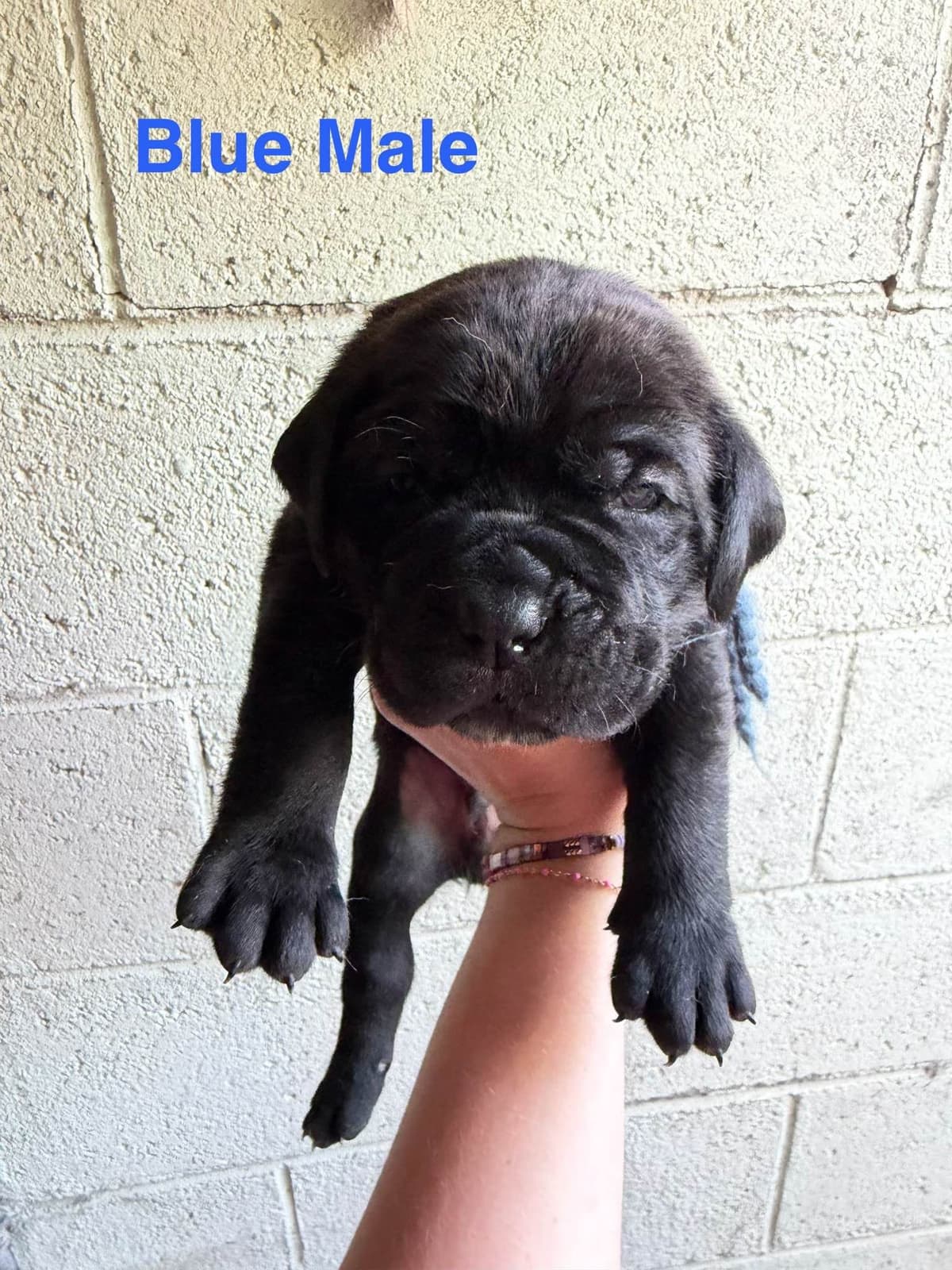 Cane Corso Puppies breeder image 20