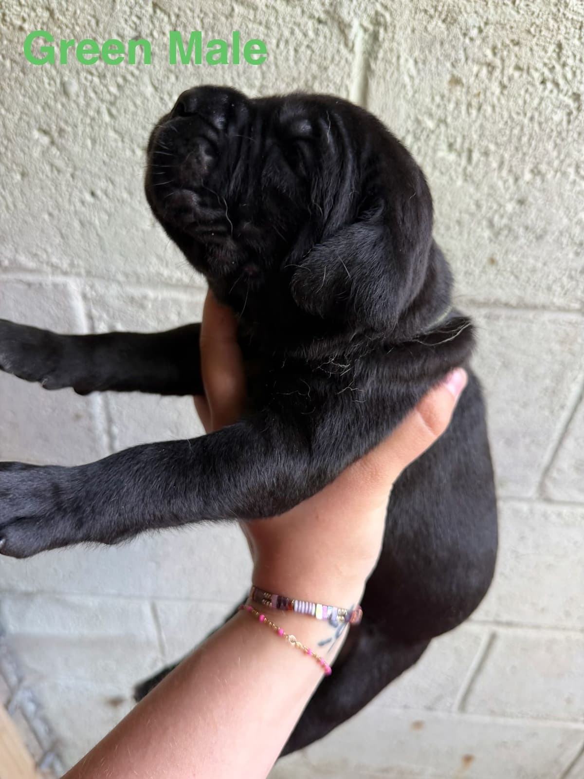 Cane Corso Puppies breeder image 21
