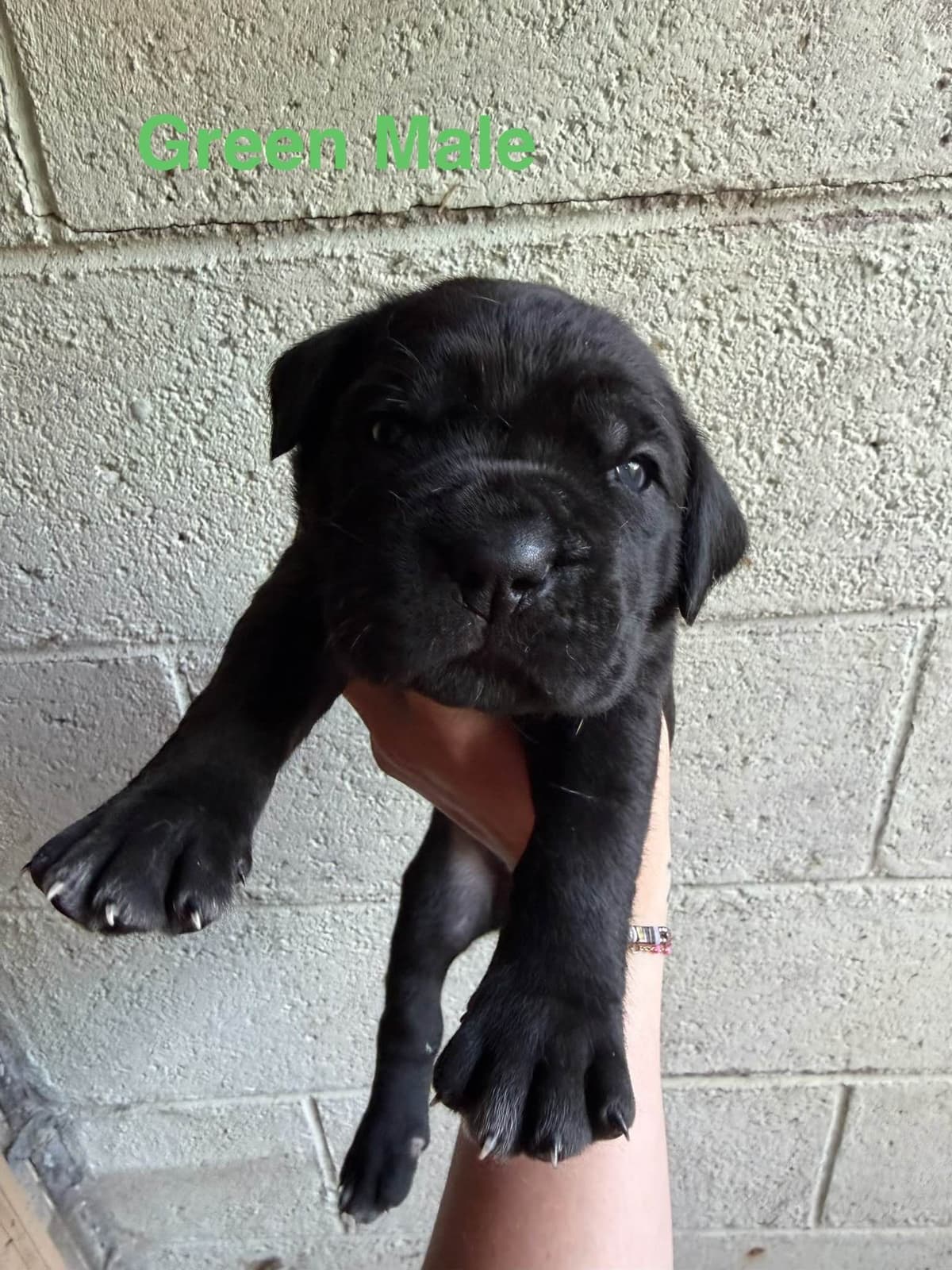 Cane Corso Puppies breeder image 23