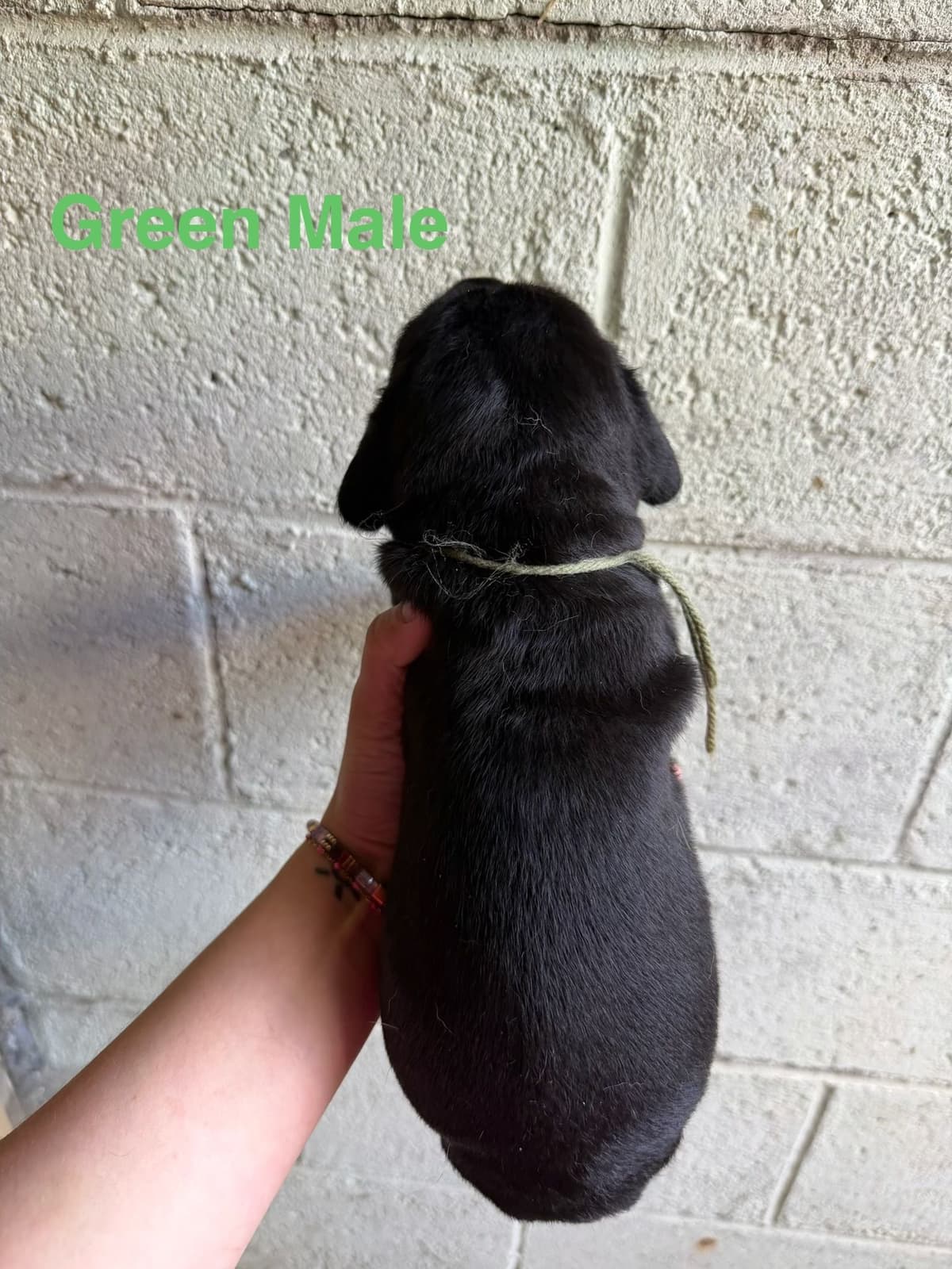 Cane Corso Puppies breeder image 22