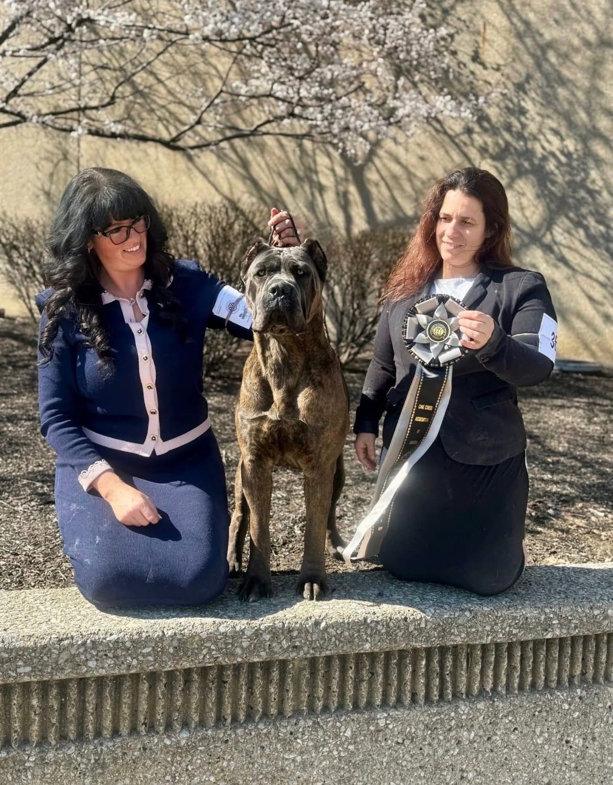 Cane Corso Puppies breeder image 1
