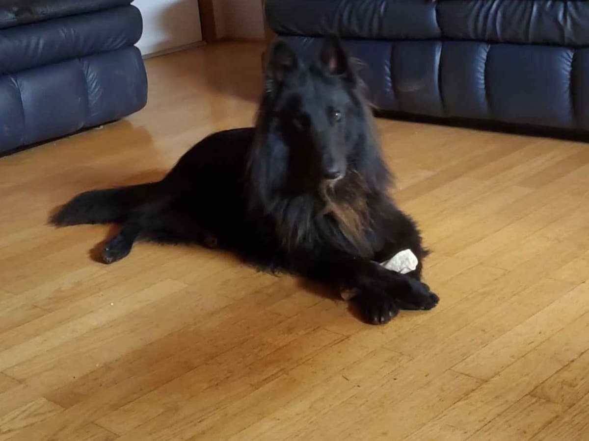 Belgian Sheepdog Puppies breeder image 1