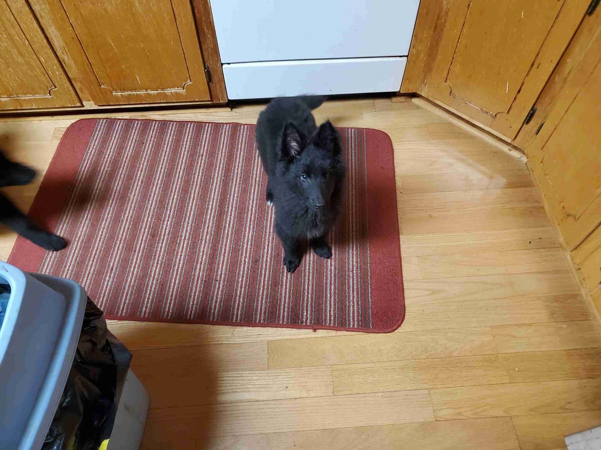 Belgian Sheepdog Puppies breeder image 2