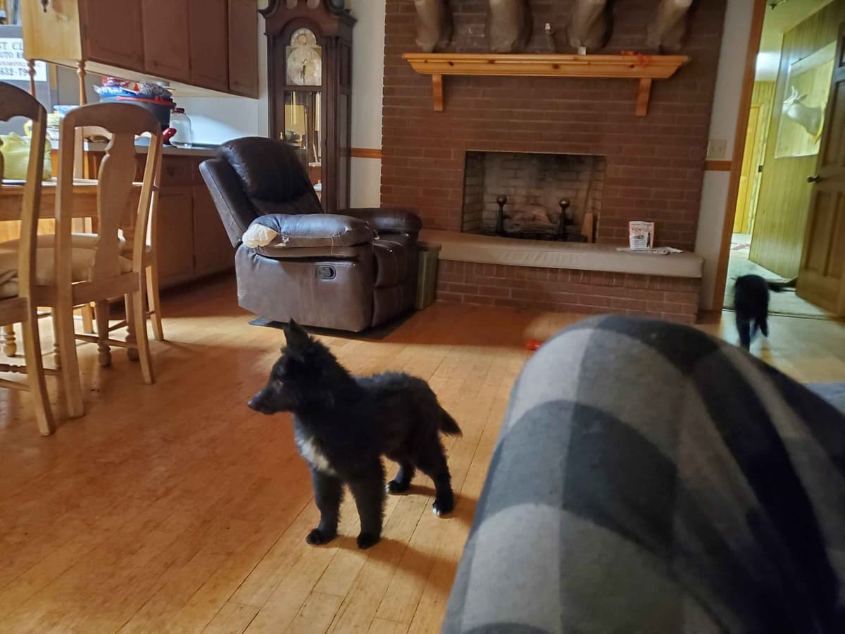 Belgian Sheepdog Puppies breeder image 3