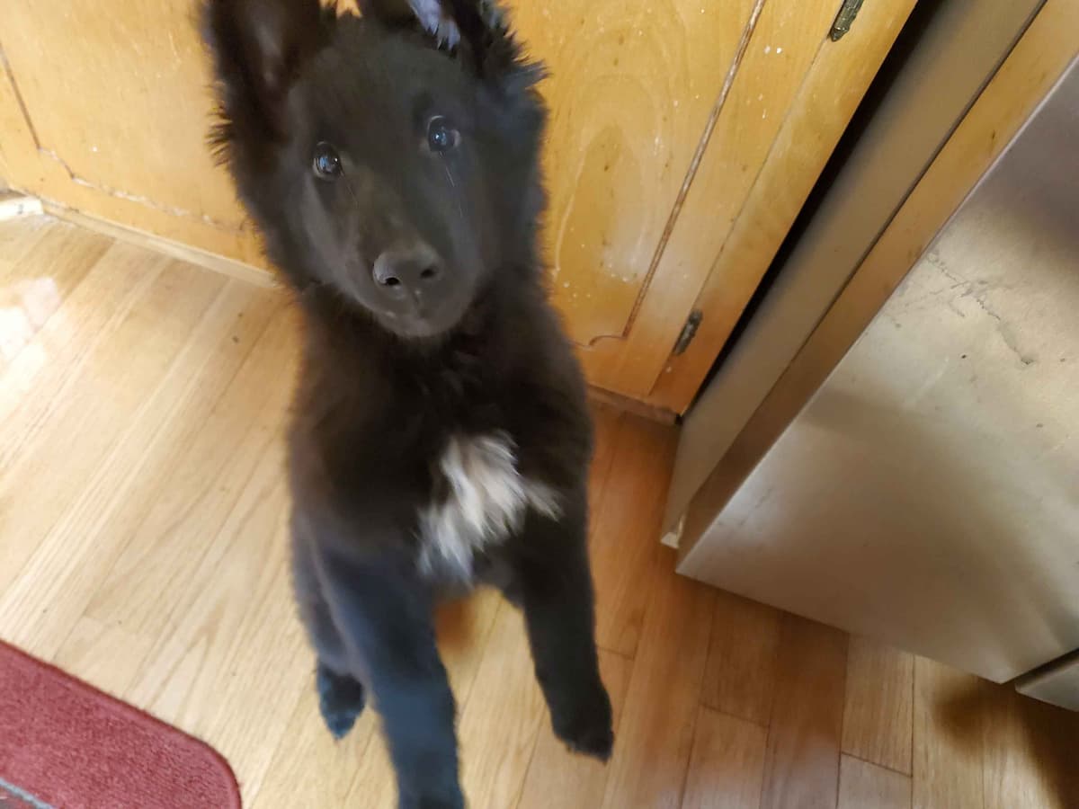 Belgian Sheepdog Puppies breeder image 4