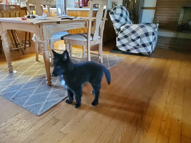 Belgian Sheepdog Puppies media 2