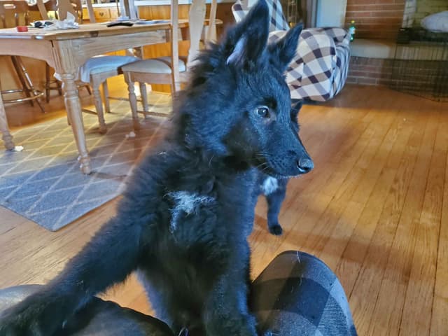 Belgian Sheepdog Puppies media 3