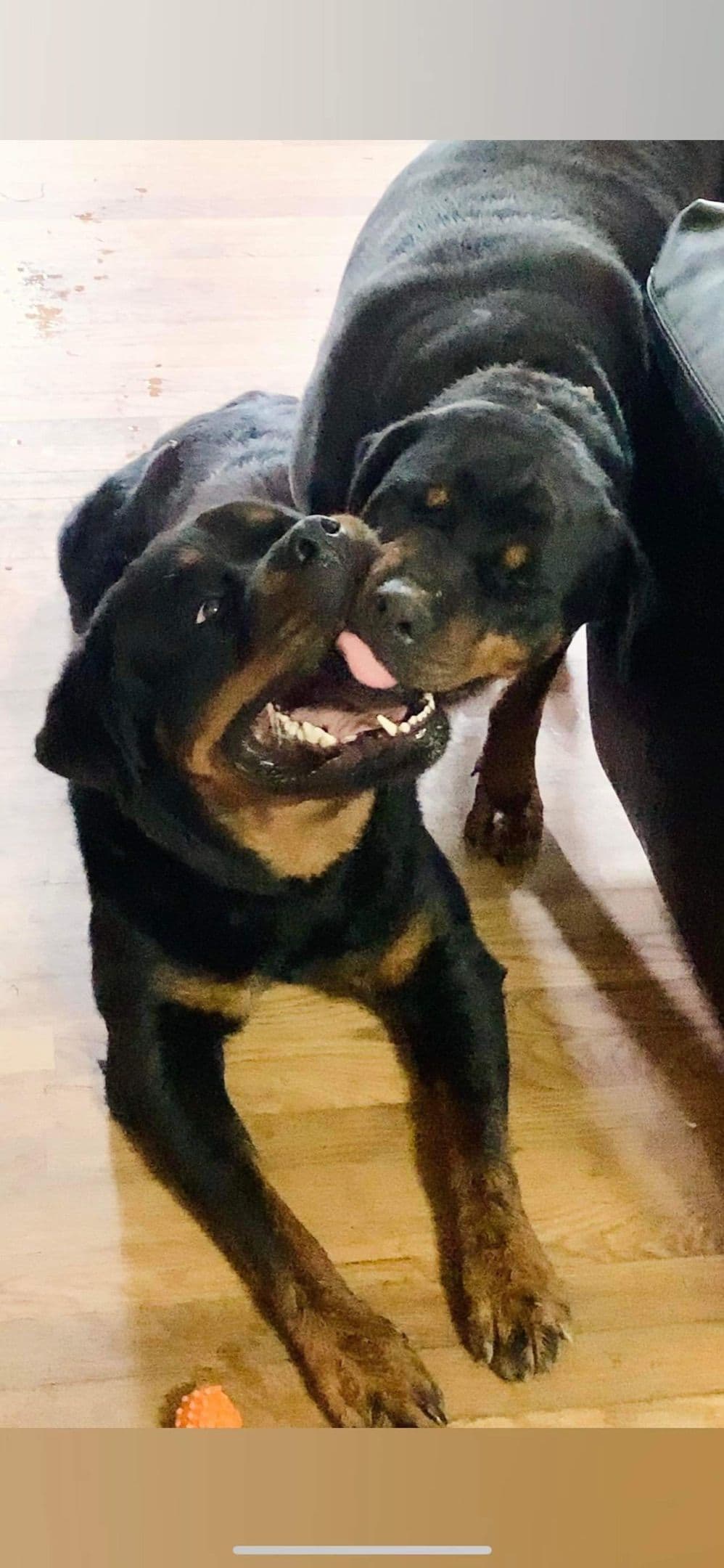 Rottweiler Puppies breeder image 1