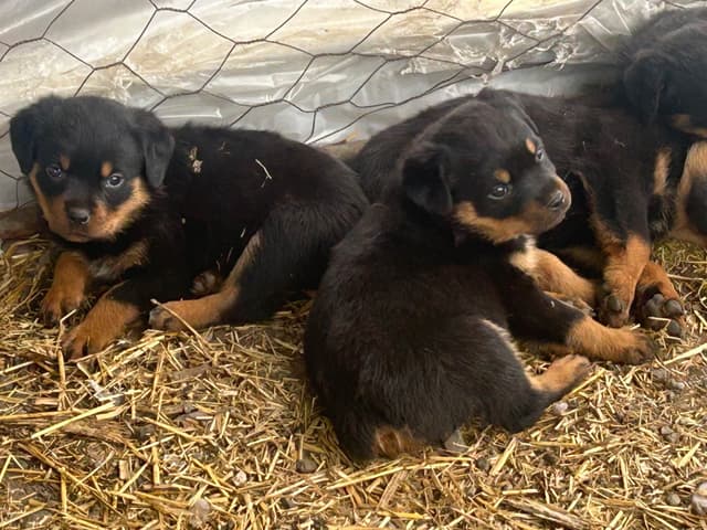 Rottweiler Puppies media 4