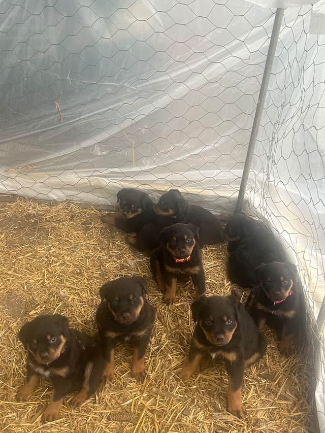 Rottweiler Puppies media 3