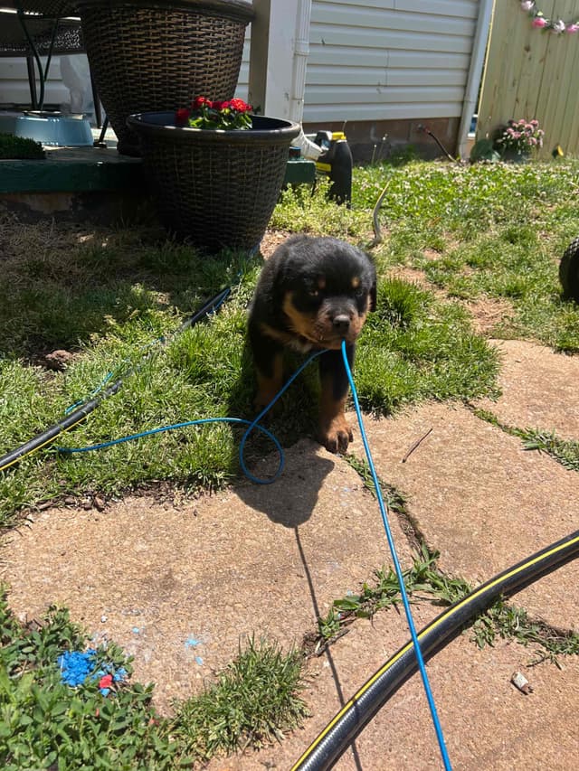 Rottweiler Puppies media 5