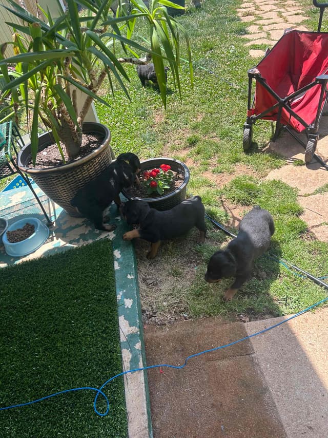 Rottweiler Puppies media 9