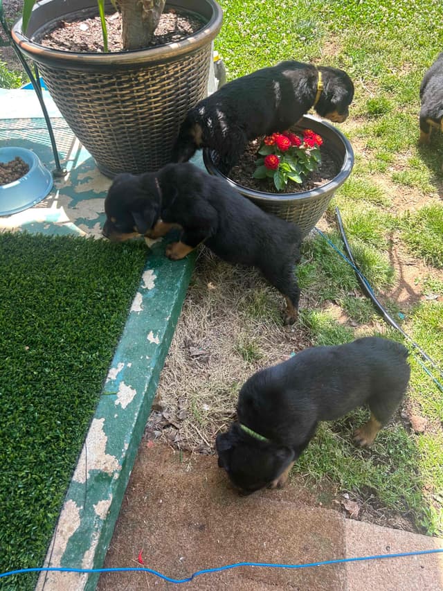 Rottweiler Puppies media 2