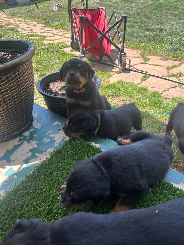 Rottweiler Puppies media 8