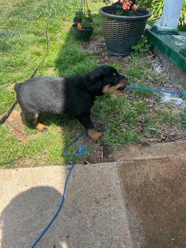 Rottweiler Puppies media 6