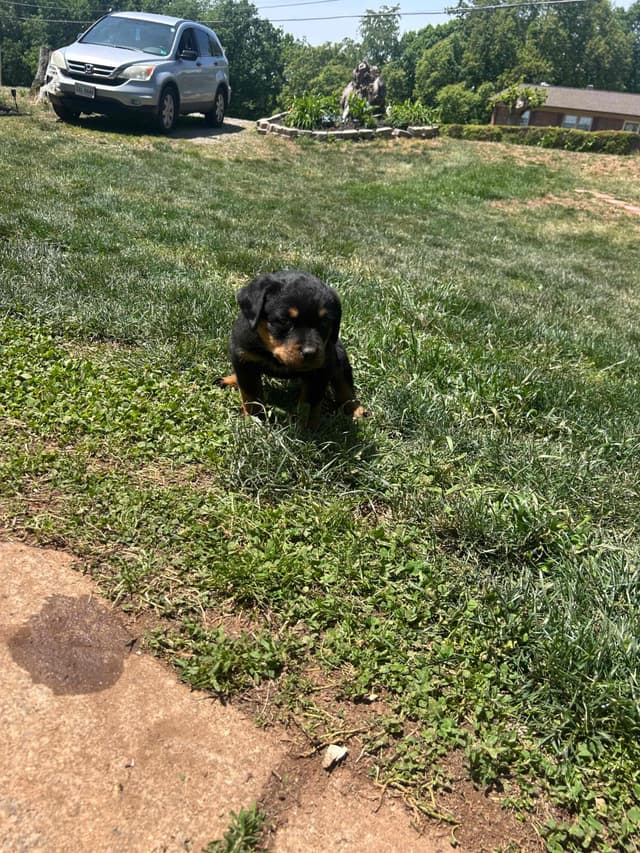 Rottweiler Puppies media 10