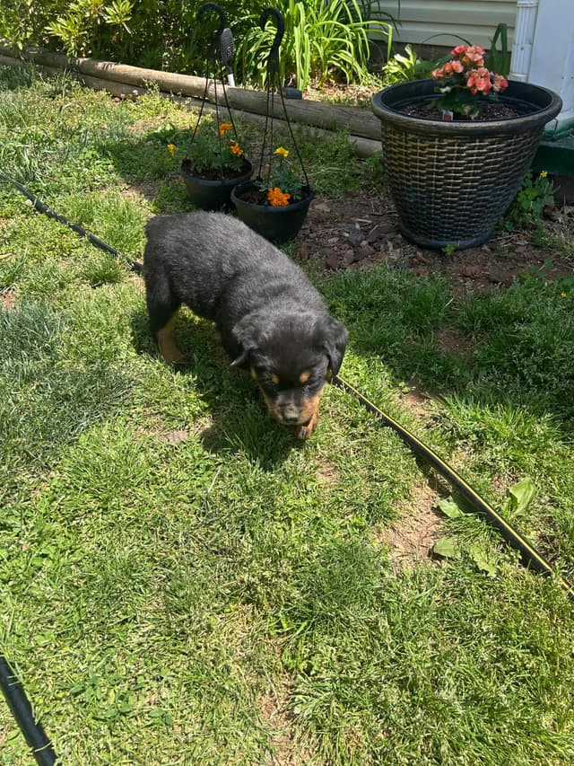 Rottweiler Puppies media 12