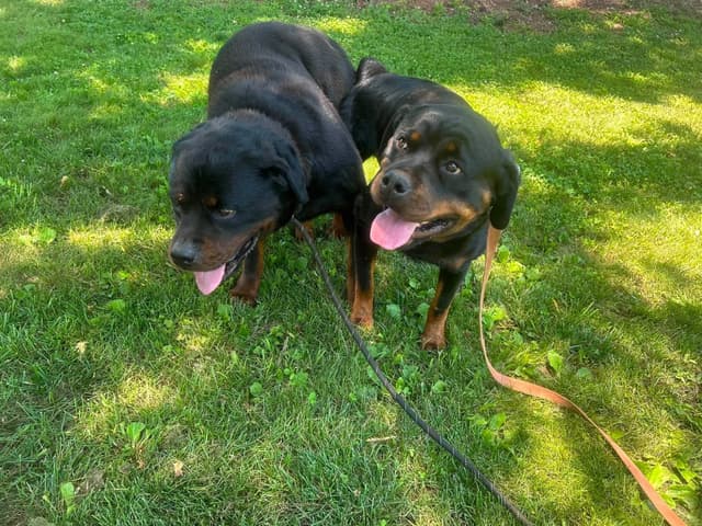 Rottweiler Puppies media 11