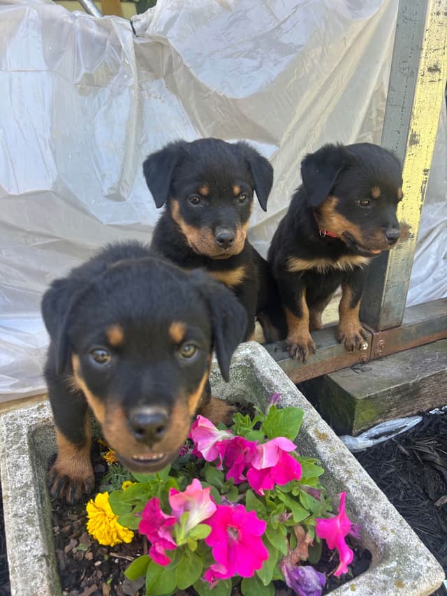 Rottweiler Puppies media 15