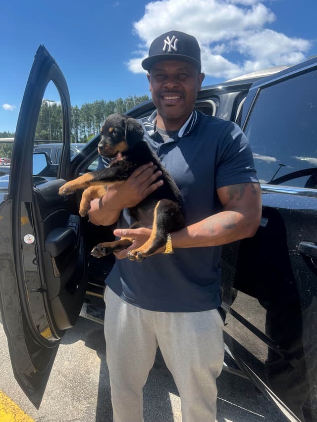 Rottweiler Puppies media 18